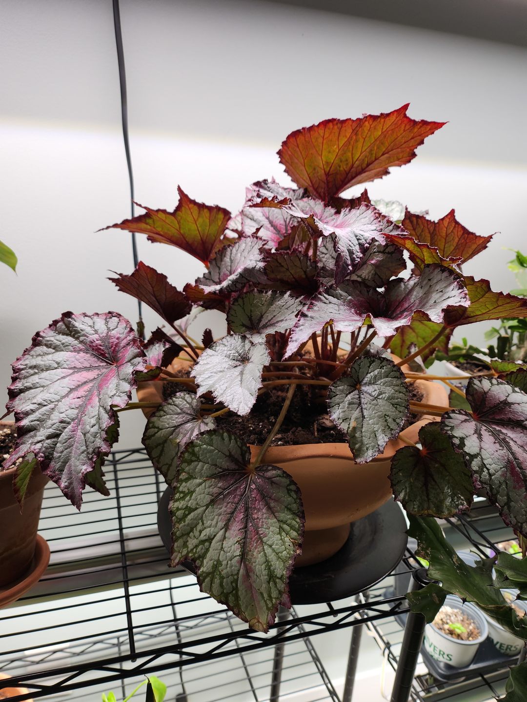 Customer photo review of Ancient Soil
