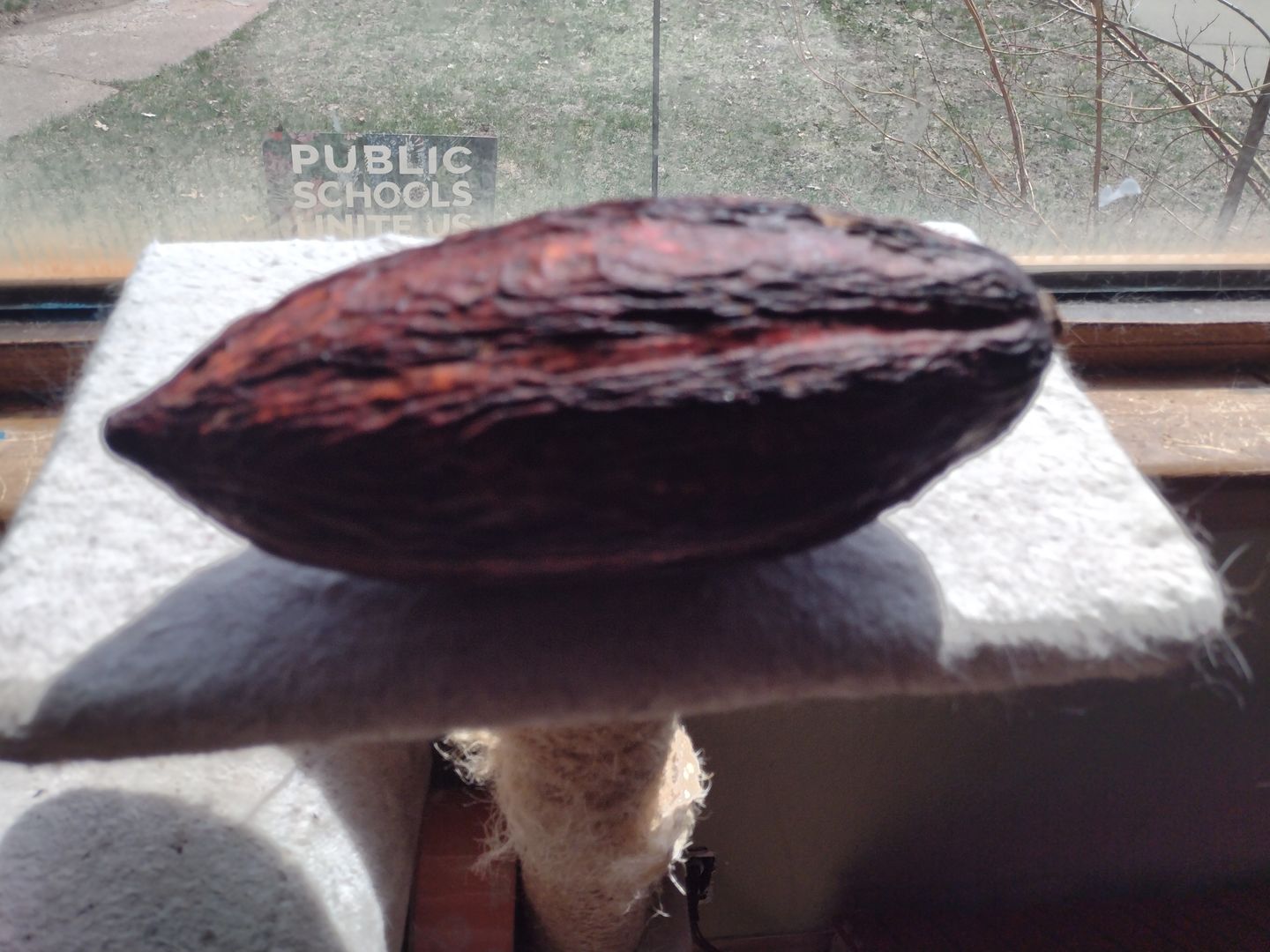 Customer photo review of Cacao (Chocolate) Box