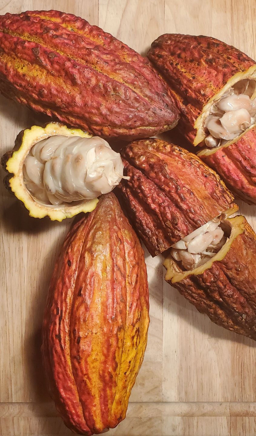 Customer photo review of Cacao (Chocolate) Box