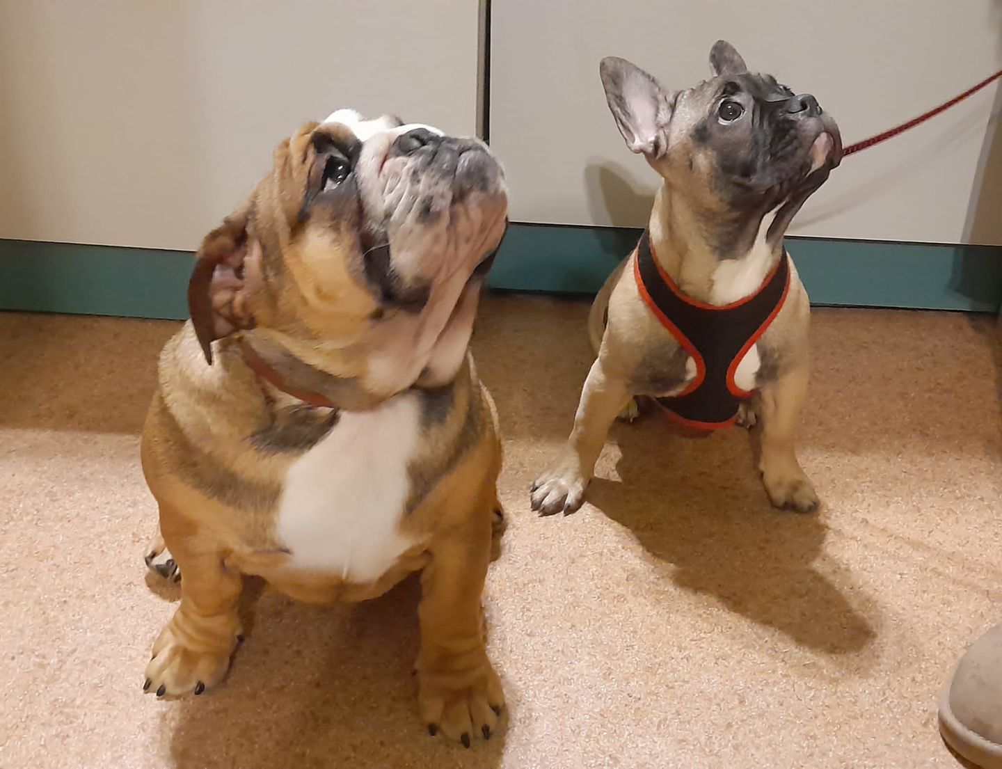 Customer photo review of Best Breeders Adult All breeds 26/16 ar jēru