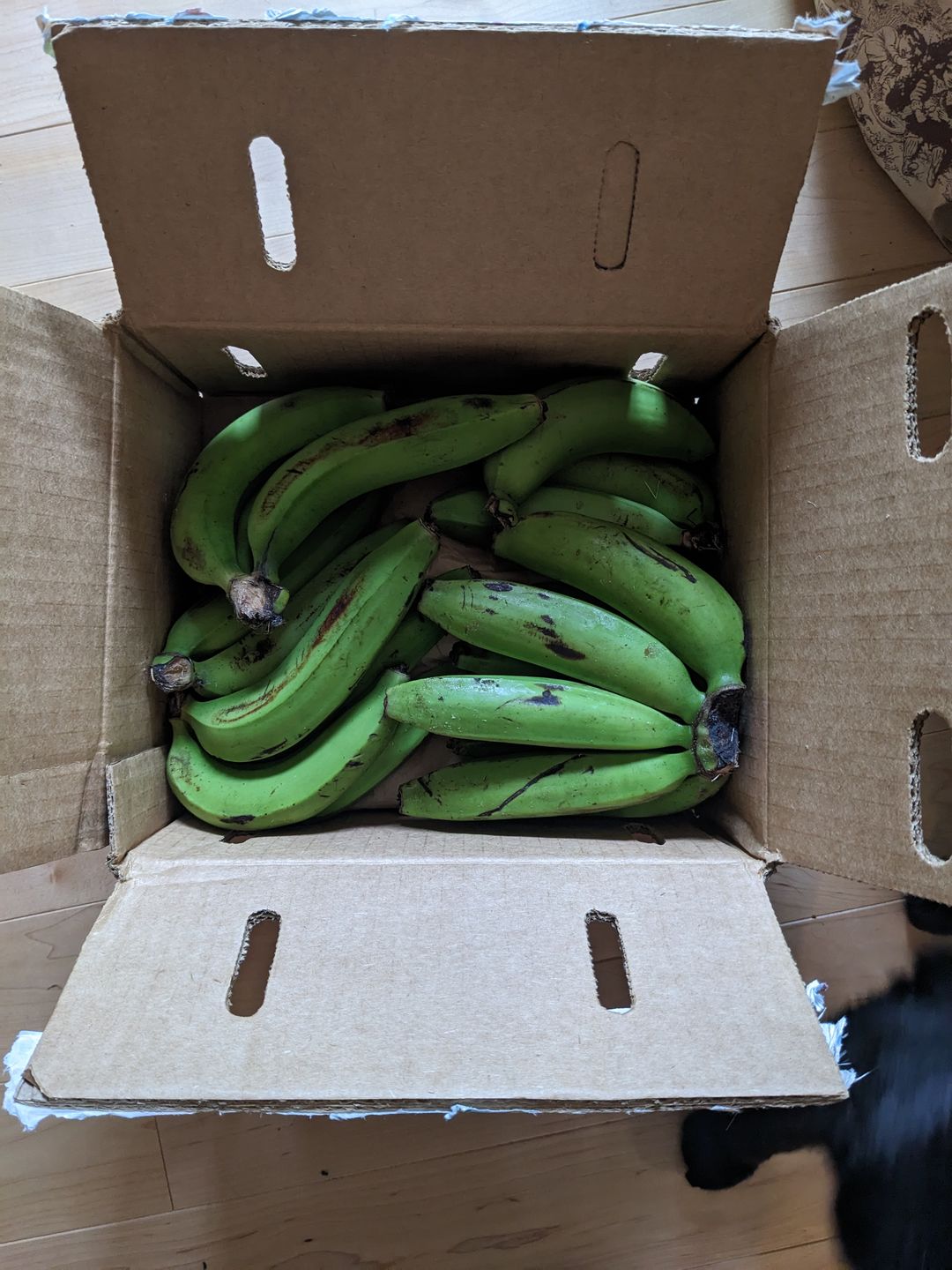 Customer photo review of Gros Michel Banana Box