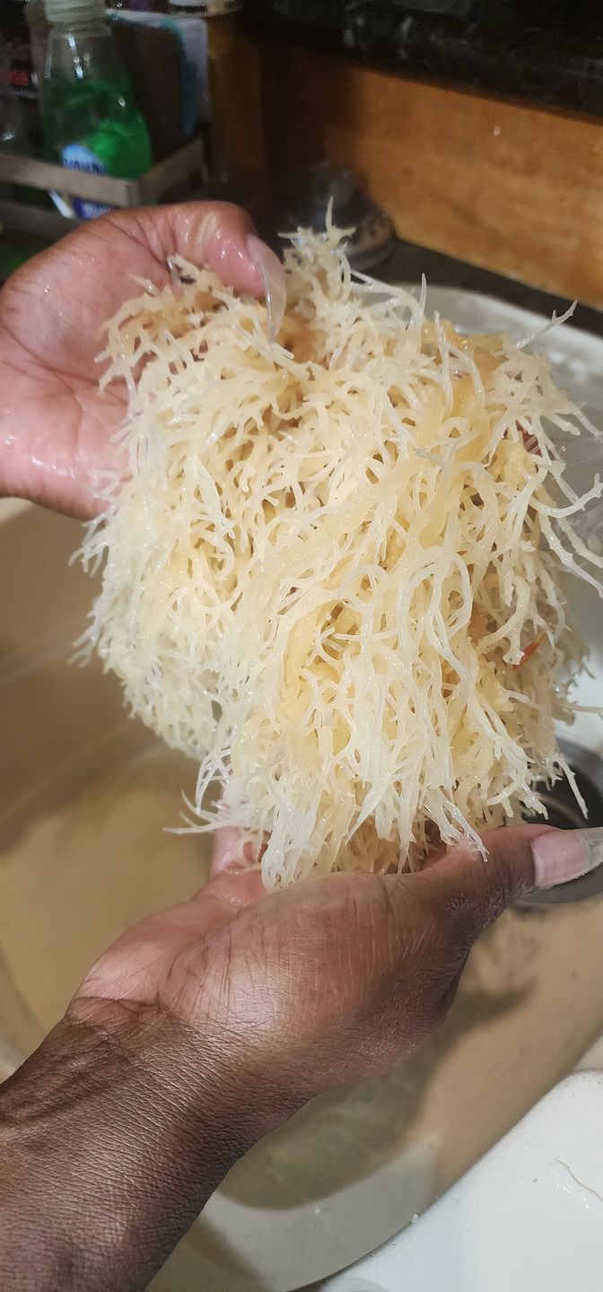 Customer photo review of Premium Gold Wildcrafted Raw Sun Dried Sea Moss