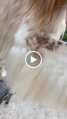 Customer video review of Look at Me, I'm Tangle Free