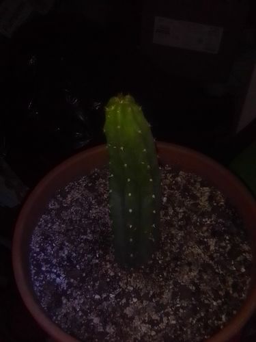 Customer photo review of San Pedro Cactus | Extra Small | Echinopsis pachanoi