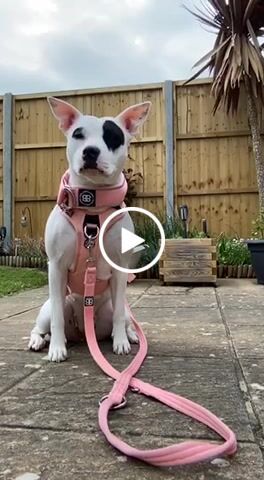 Customer video review of 5cm RR Collar | Soft Padded & Reflective | Series 2 - Pink