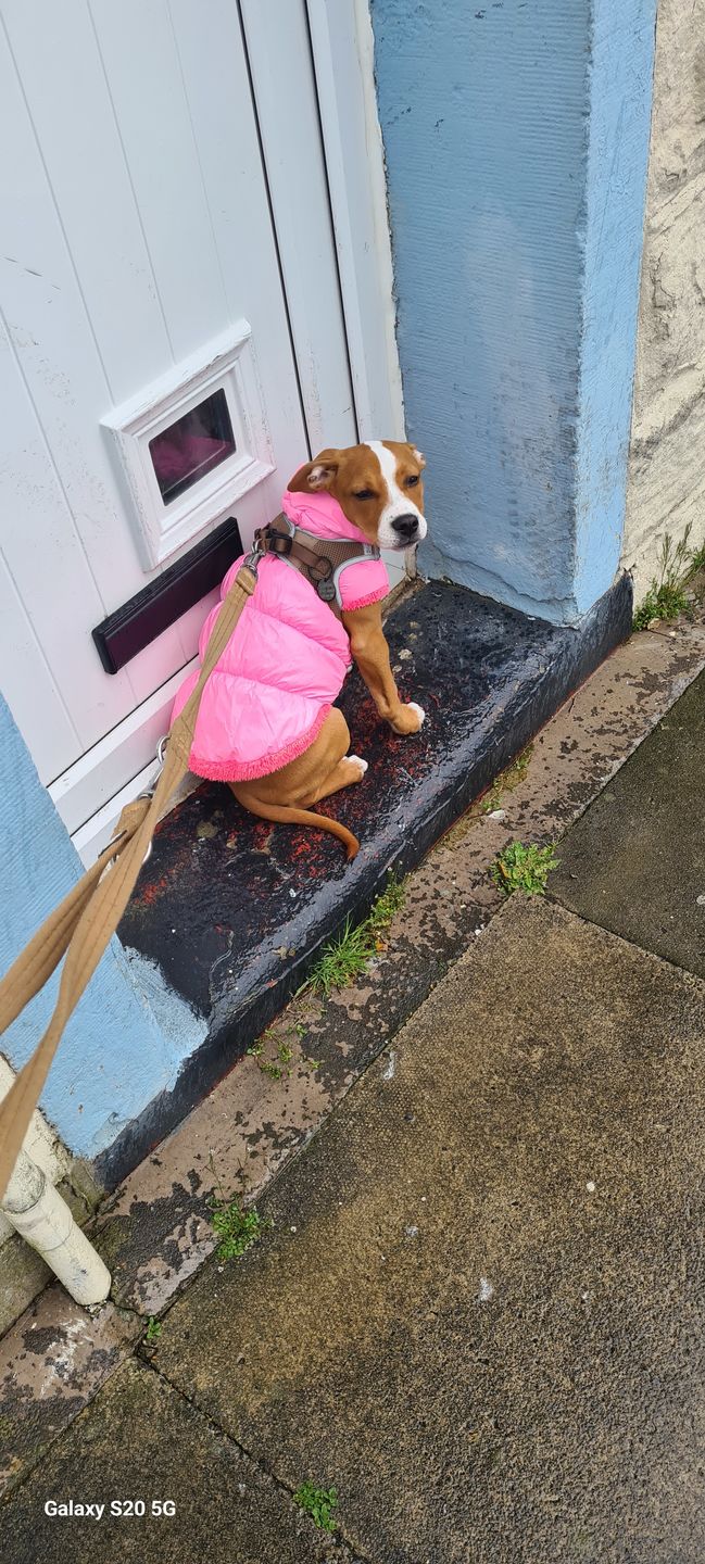 Customer photo review of Double Ended Training Lead | All Breeds - Durable & Soft 2m Lead - Military Tan