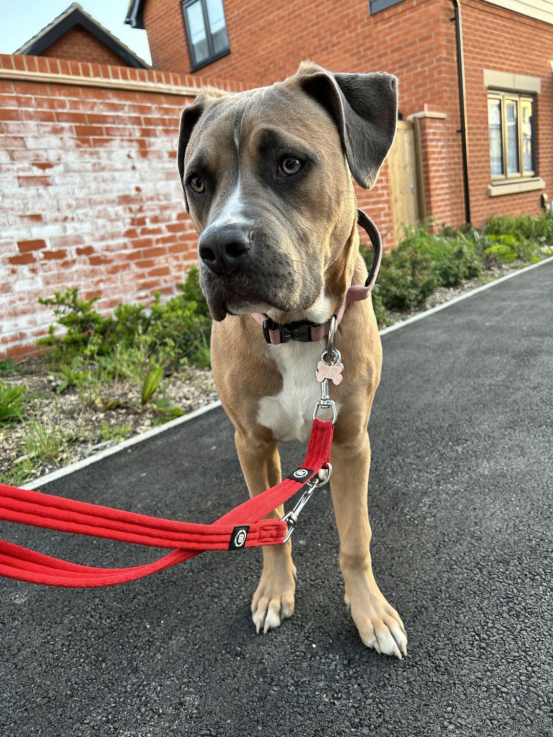 Customer photo review of Double Ended Training Lead | All Breeds - Durable & Soft 2m Lead - Red