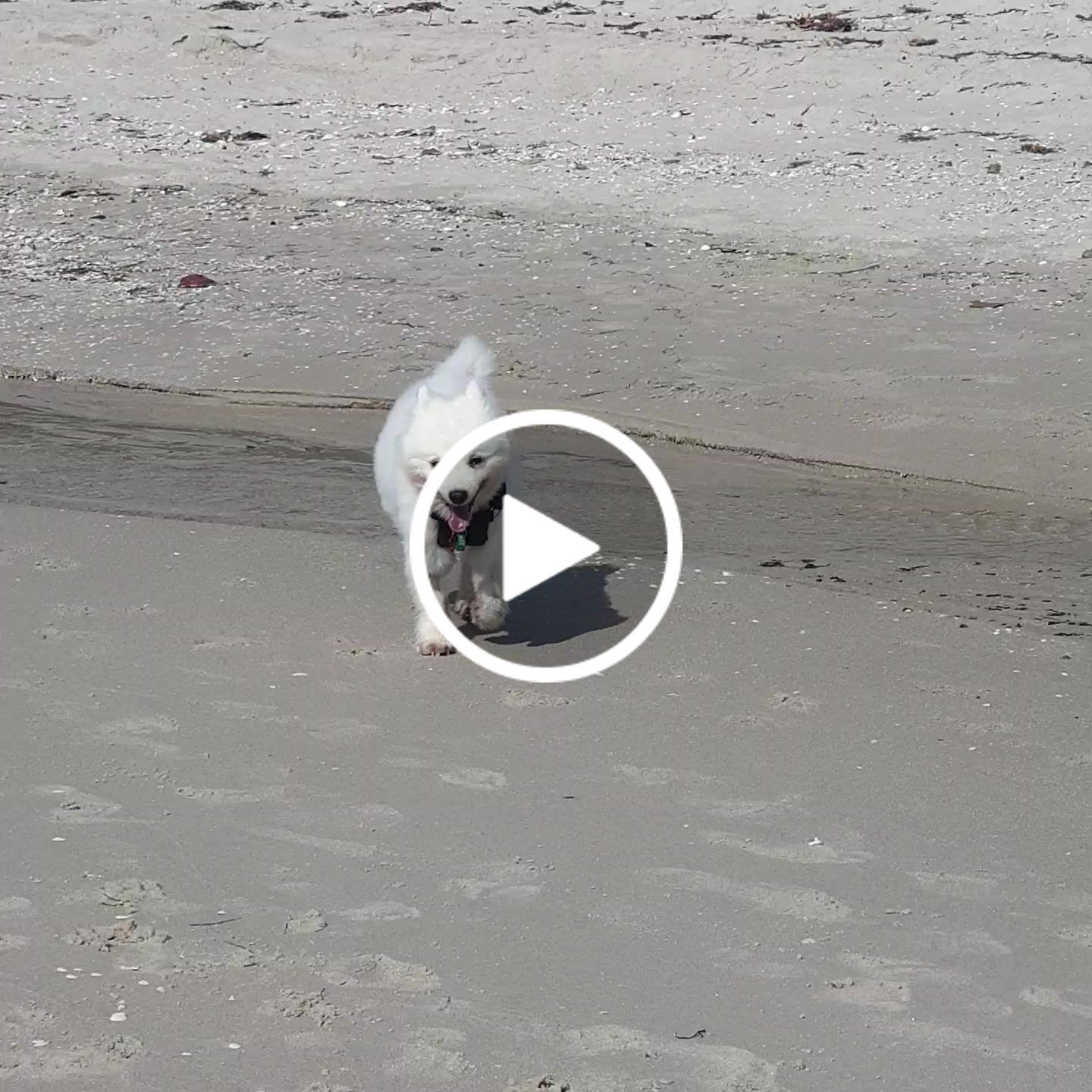 Customer video review of Collagen Boost - Natural Health Supplement for Dogs & Cats
