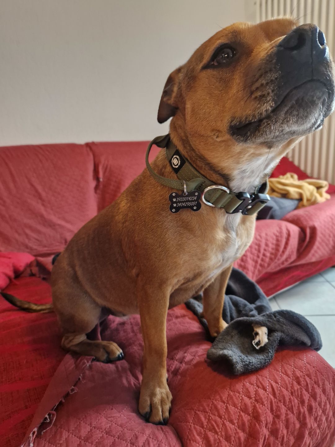 Customer photo review of 2.5cm Combat® Collar | With Handle & Rated Clip - Khaki v2.0