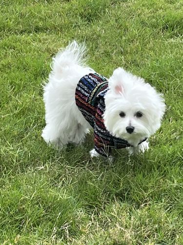 Customer photo review of Playa Poncho - Surprise Color