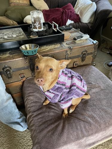 Customer photo review of Playa Poncho - Surprise Color