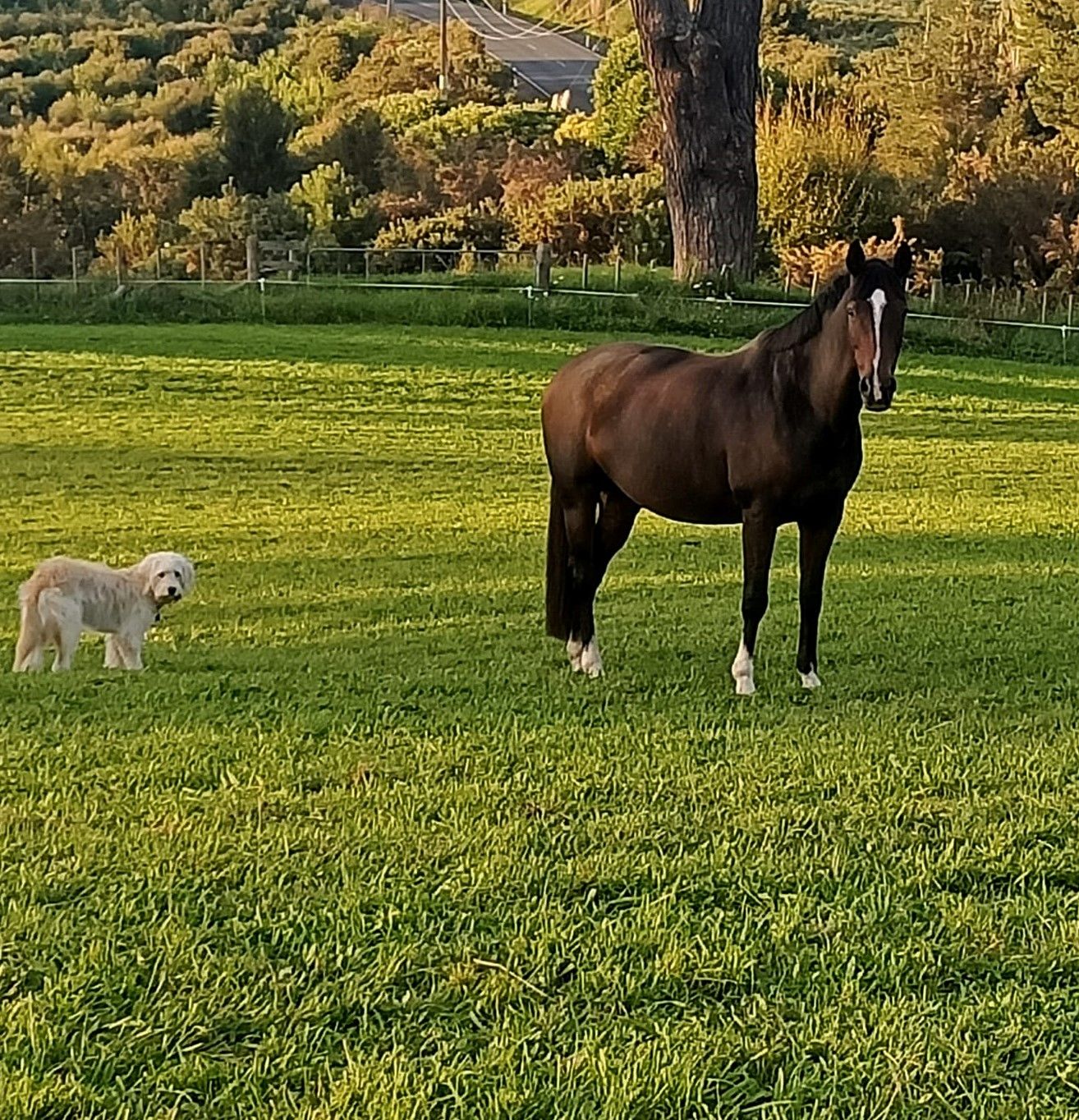 Customer photo review of Equibind