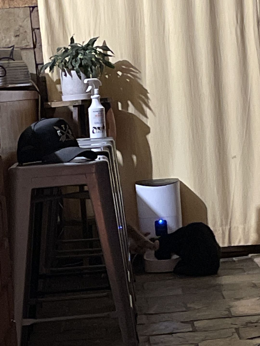 Customer photo review of Pawz Pet Smart Feeder with Camera 9L