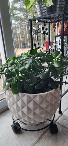 Customer photo review of Houseplant Insecticide w/ Neem