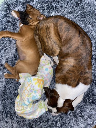 Customer photo review of PaWz Removable Cover Calming Pet Bed