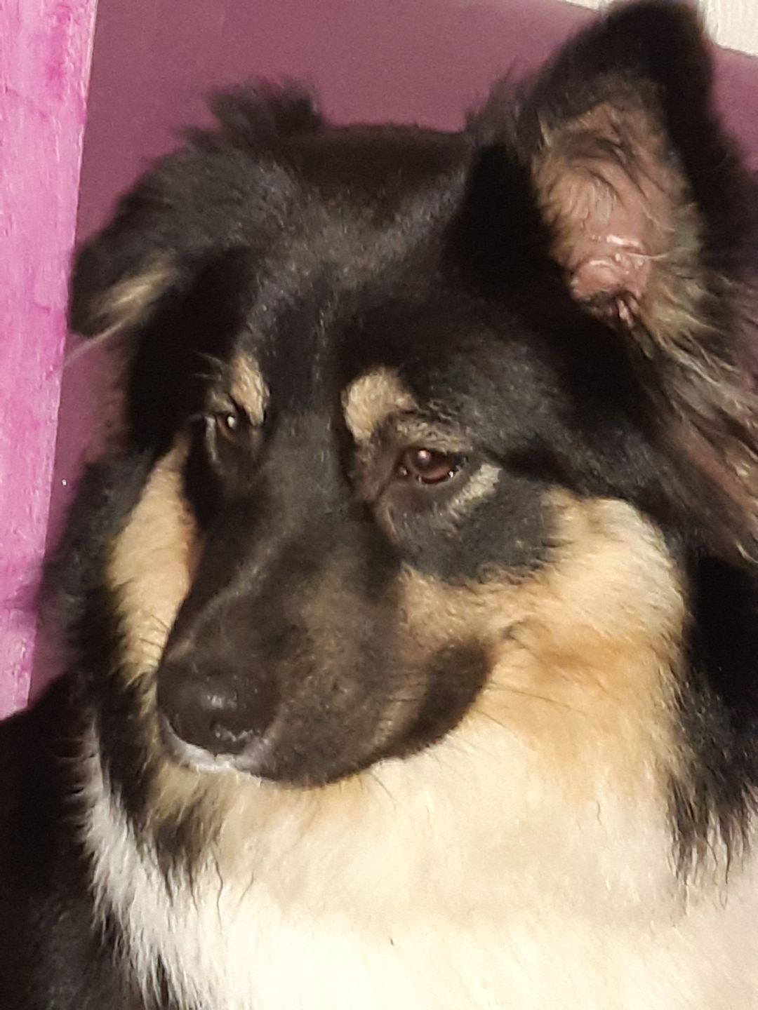 Customer photo review of Friandises riches en volaille (chien adulte)