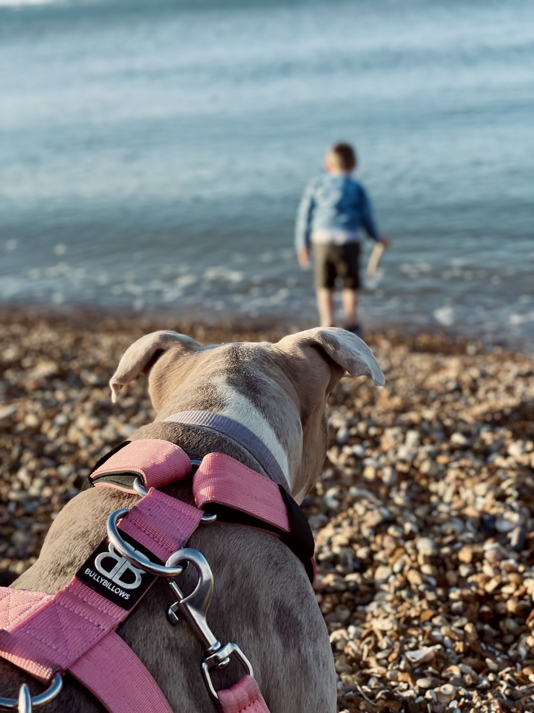 Customer photo review of TRI-Harness® | Anti-Pull, Adjustable & Durable - Dog Trainers Choice -  Pink v2.0