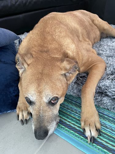Customer photo review of PaWz  Multimat