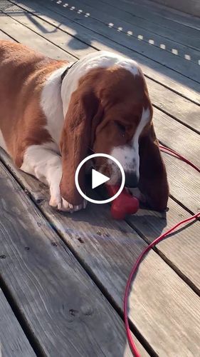 Customer video review of Freezbone