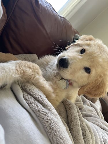 Customer photo review of White