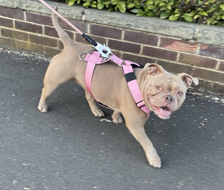 Customer photo review of TRI-Harness® | Anti-Pull, Adjustable & Durable - Dog Trainers Choice -  Pink v2.0