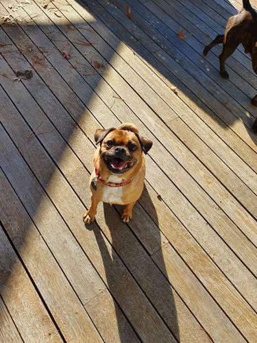 Customer photo review of DoggieBalm Natural Manuka & Hemp Shampoo and Conditioner