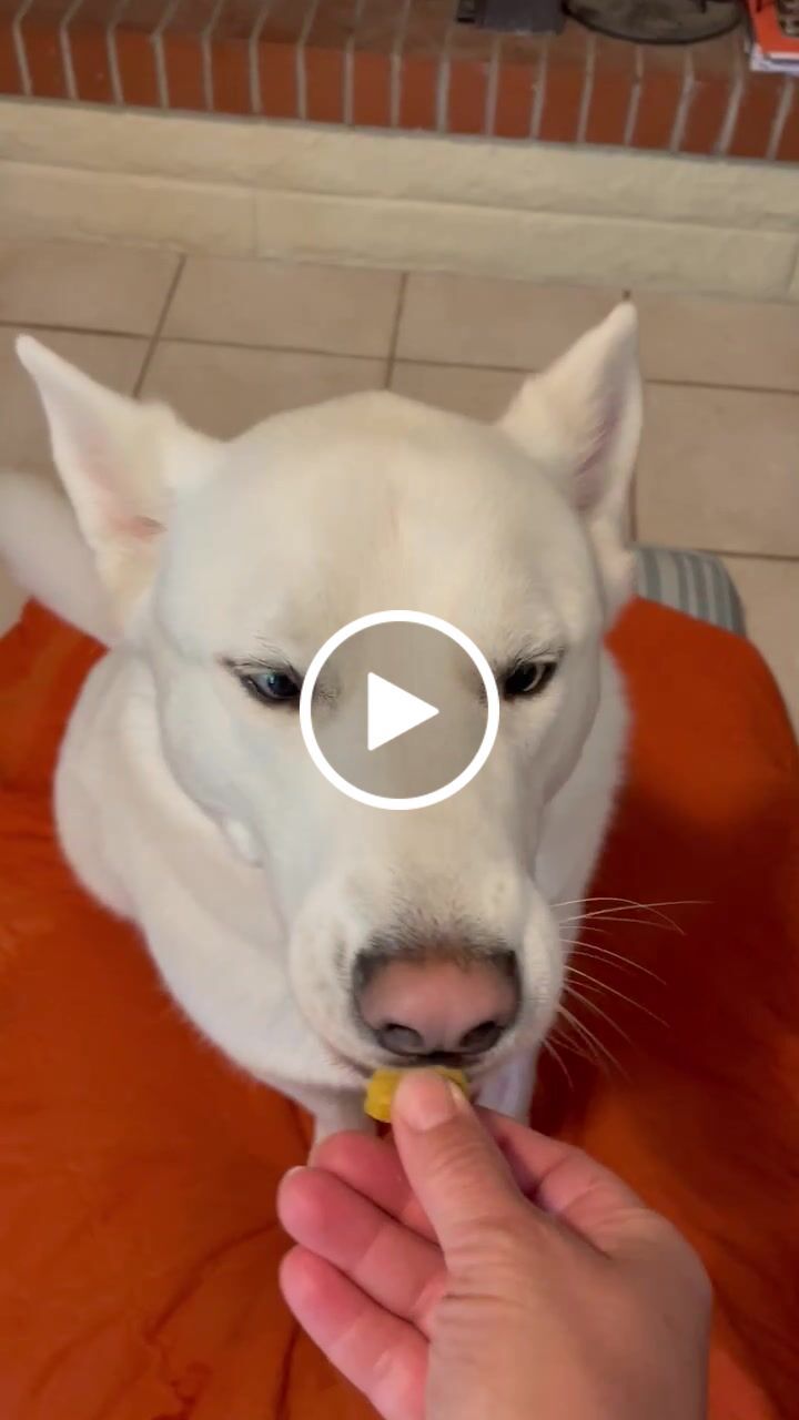 Customer video review of Wild Antler Powder