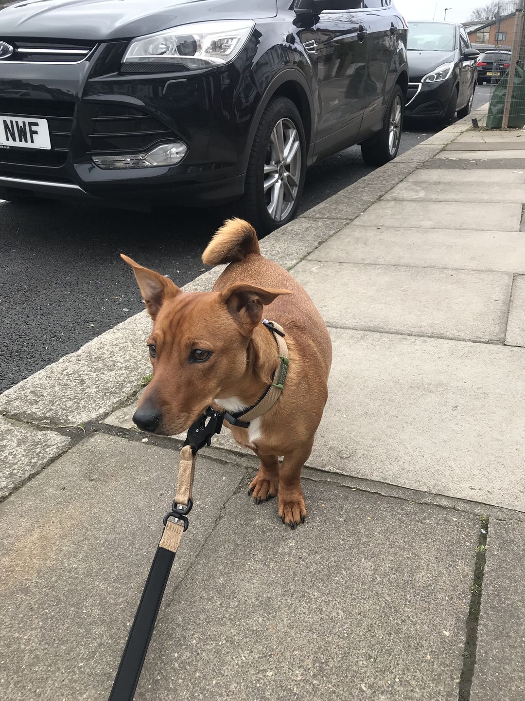 Customer photo review of 1.4m Swivel Combat Lead | Neoprene Lined, Secure Rated Clip with Soft Handle - Military Tan
