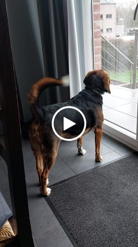 Customer video review of Collier Anti Aboiement PuppySafe