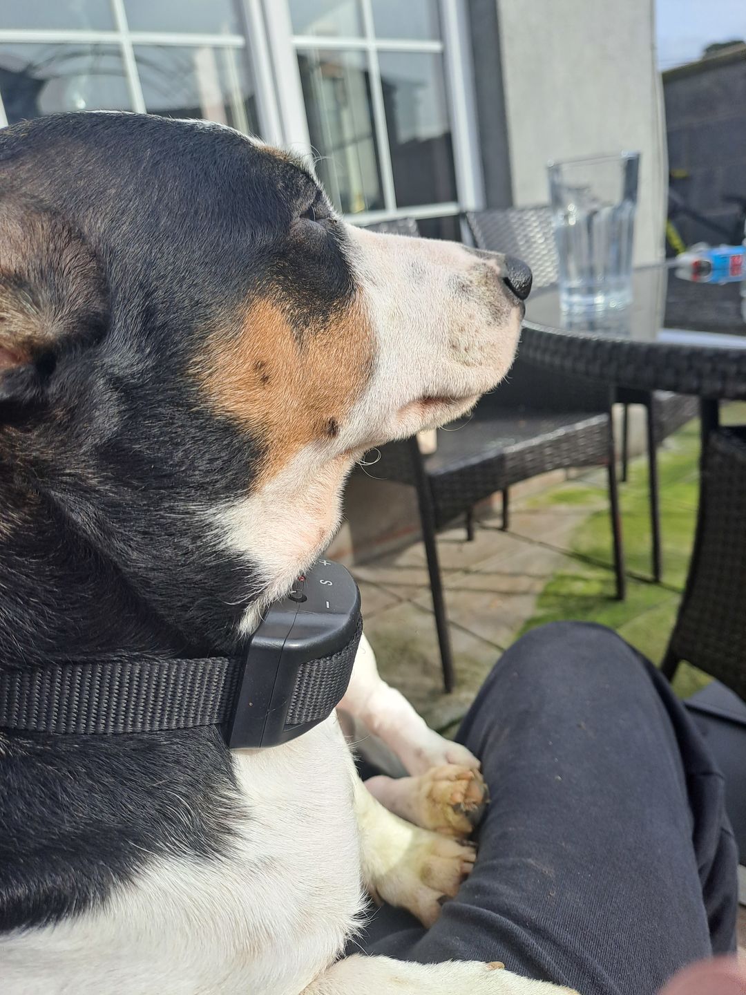 Customer photo review of Anti Bark Training Collar