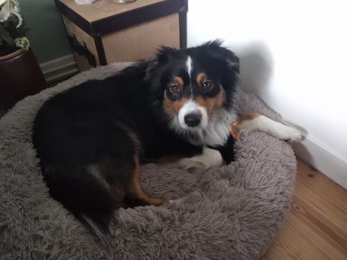 Customer photo review of Puppery Hundebett Wolke 7 - Das Original