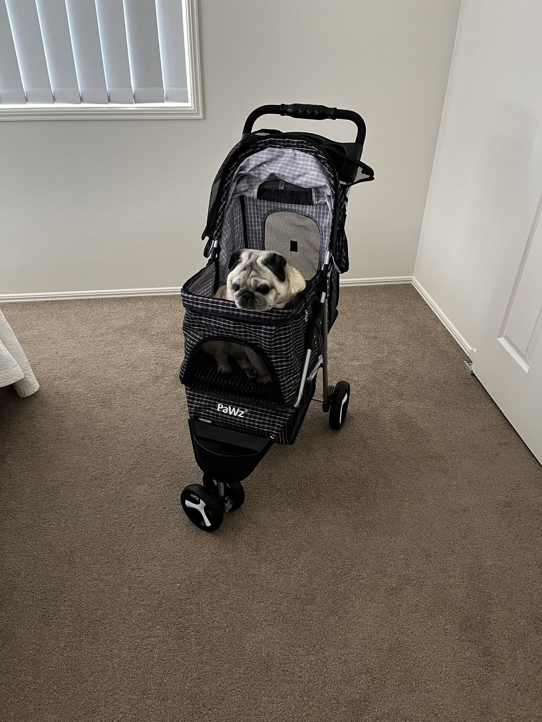 Customer photo review of PaWz Large Pet Stroller Dog Cat Carrier