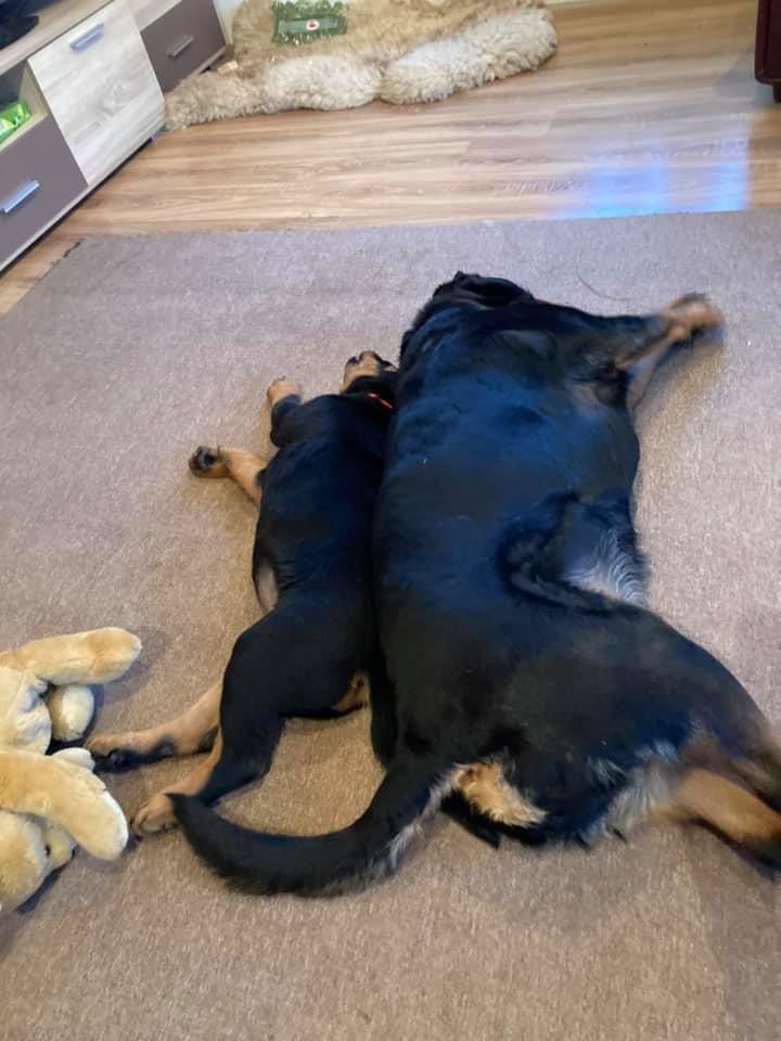Customer photo review of Best Breeders Adult All breeds 25/13 ar zivi un rīsiem