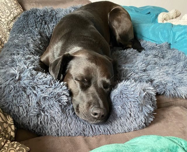 Customer photo review of *NEU* Emmalove - Flauschiges Hundebett für dein Sofa