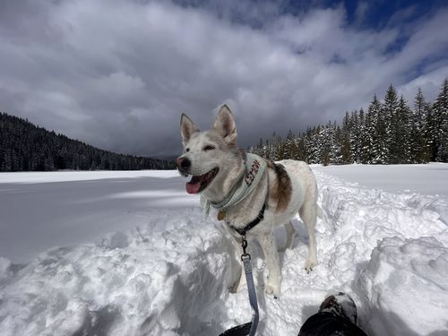 Customer photo review of CBD for Pets - Full Spectrum Daily CBD Hemp Oil for Pets!