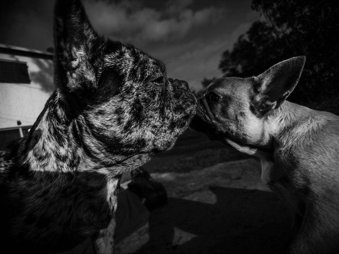 Customer photo review of Beastgrip x Kenko Pro Series 0.75X Wide Angle Lens