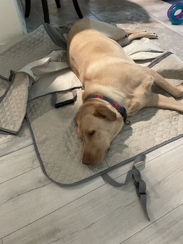 Customer photo review of Waterproof Non-Slip Car Seat Hammock Cover With Pockets, Side Flaps, Headrest Straps, Seat-Anchors, & Mesh Window (+FREE SAFETY BELT!)