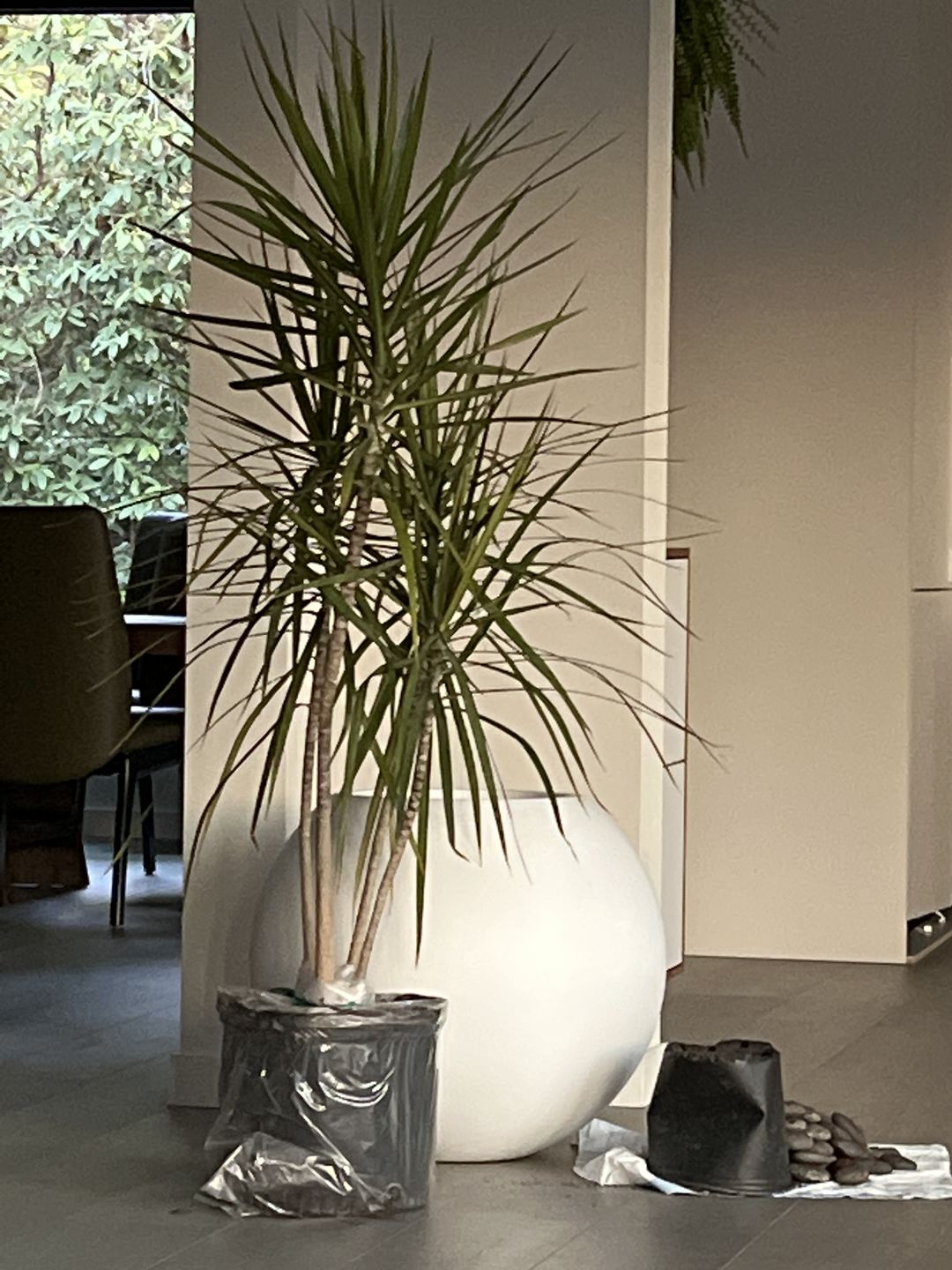 Customer photo review of Dracaena Dragon Tree Green, Tree Form