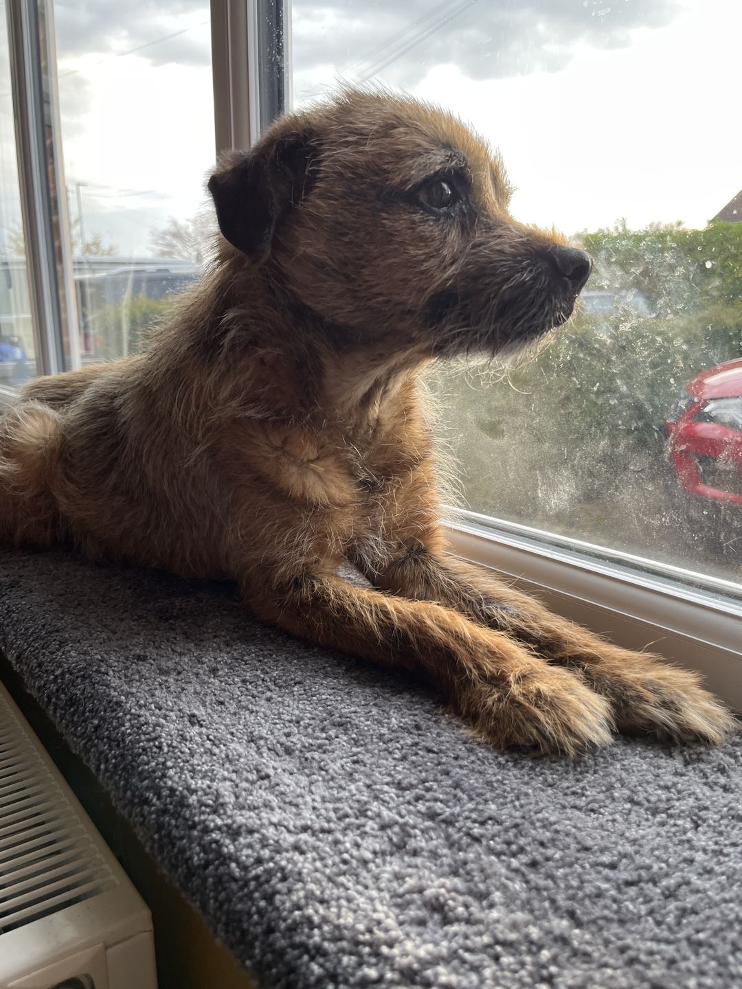 Customer photo review of Dog Shampoo