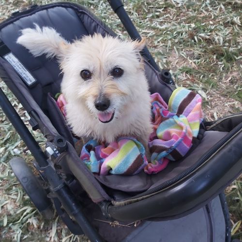 Customer photo review of Hemp Seed Oil for Dogs (200ml)