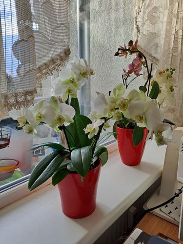 Customer photo review of Orchideen-Angebot der Woche + Übertöpfe
