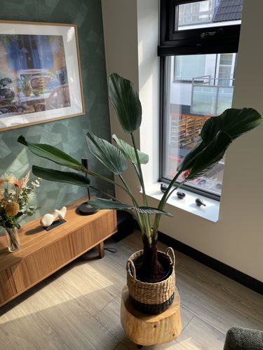 Customer photo review of Kunstpalm Licuala 130cm