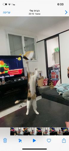 Customer photo review of Interaktiv simulation hængende fuglelegetøj