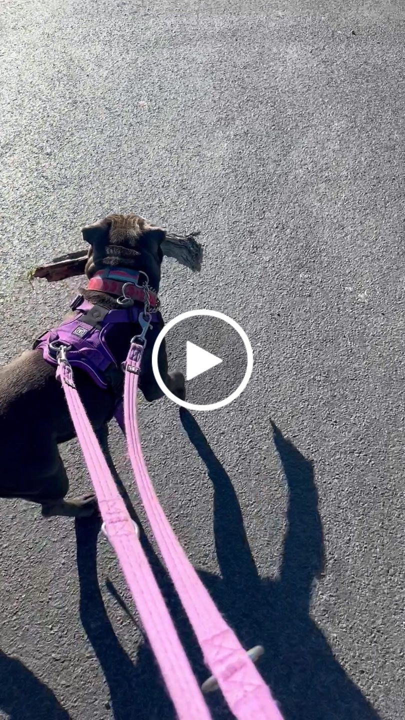 Customer video review of Hurricane Harness - Non Restrictive, With Handle, Adjustable & Reflective - All Breeds - Purple