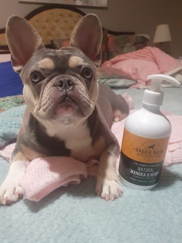 Customer photo review of DoggieBalm Natural Manuka & Hemp Shampoo and Conditioner
