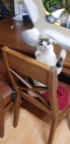 Customer photo review of Interaktiv simulation hængende fuglelegetøj