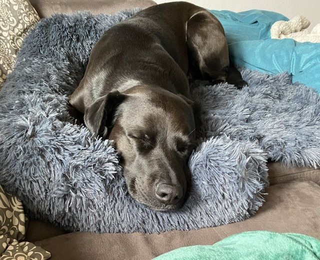 Customer photo review of *NEU* Emmalove - Flauschiges Hundebett für dein Sofa