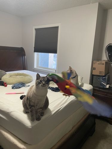 Customer photo review of Interaktiv simulation hængende fuglelegetøj