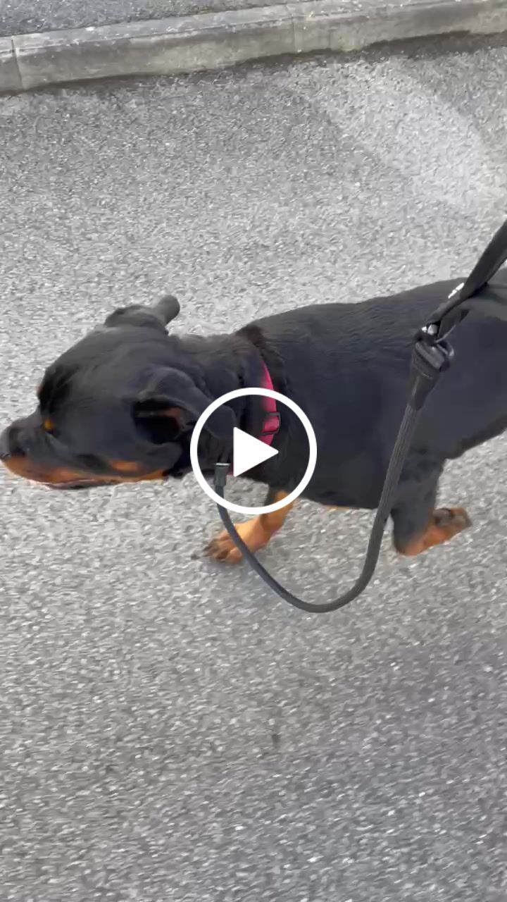 Customer video review of Slip Lead | Anti-Pull & Anti-Choking Training Lead - Black v2.0
