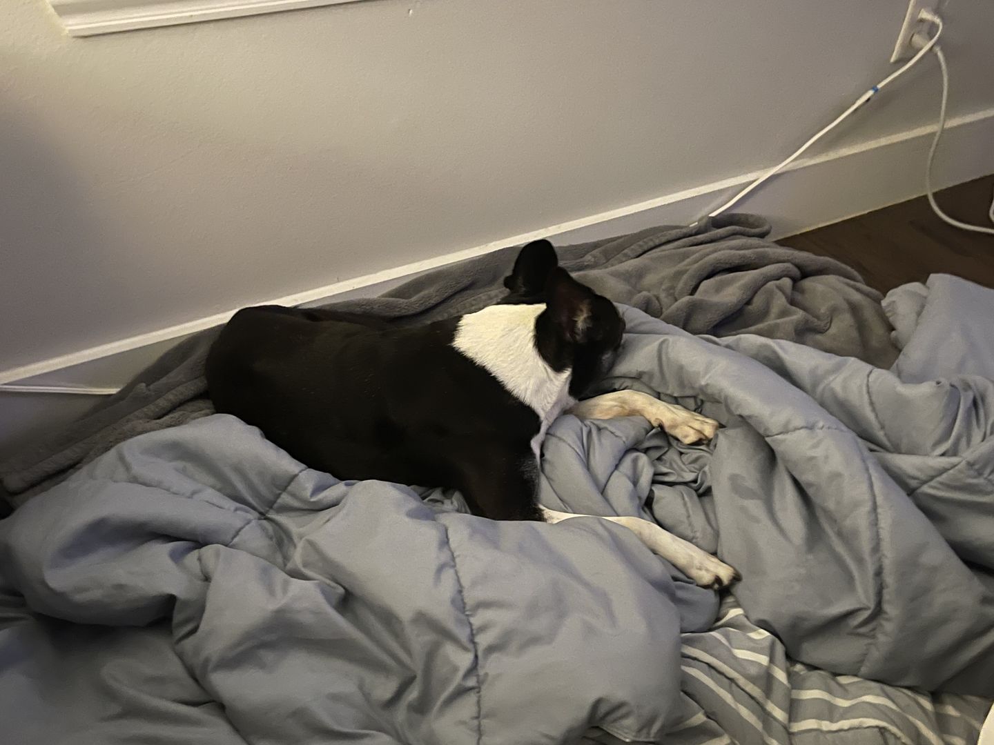 Customer photo review of KING KALM™ CBD 150mg - Medium Size Pet Formula (5mg of CBD per 1ml)